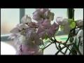 videos de Great Gardens: Healthy winter houseplants