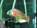 Haplochromis uganda fire red Cichlid breeding