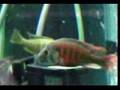 Haplochromis uganda fire red Cichlid breeding