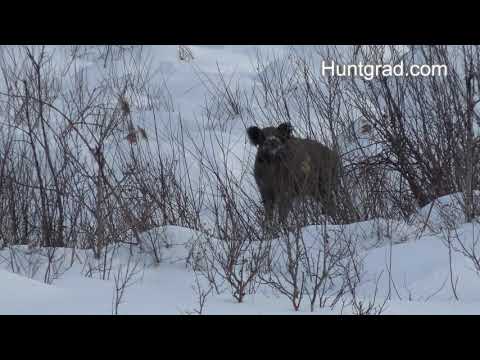 Wild boar hunting from the high seat 2021