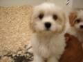 Cavachon