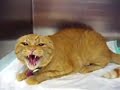 http://www.ksinternet.com/MFQE ***Mad cat (GOT TO WATCH SO FUNNY!!!!!!!!)