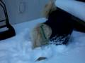 videos de Binks the Snowmonster