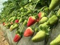 Zum Beispiel in der Region Huelva in Südspanien, Europas größtem Erdbeeranbaugebiet. Rund 200.000 Tonnen Beeren werden hier jährlich produziert, das meiste davon wird nach Deutschland exportiert. Aber was sich die Deutschen schmecken lassen, ist nach Ansicht von Umweltschützern 