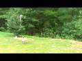 Pug verses Blimp