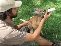 Kangaroo tries to outshine Kidman in the movie \ Kangaroo tries to outshine Kidman in the movie \