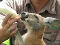 Kangaroo tries to outshine Kidman in the movie 'Australia'