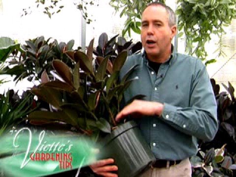 how to plant rubber tree