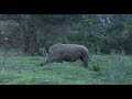 Rhino at dusk