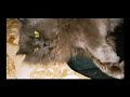Gatto italiano