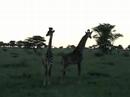 Giraffe Babies