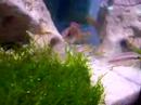 pelvicachromis