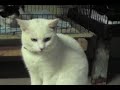 CAT VISIONS