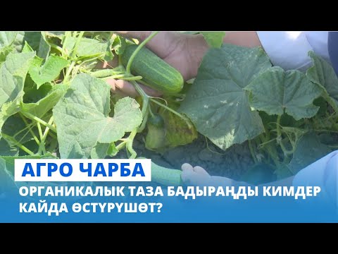 Органикалык таза бадыраңды кимдер кайда өстүрүшөт? // АГРО ЧАРБА