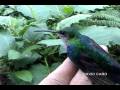 Green-crowned Woodnymph (Thalurania fannyi)