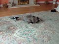 pepsi, bugsy and maggy crimmins
