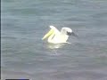 Whooping Crane Whooping Crane