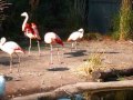 Sweet flamingo action at Woodland Park Zoo. August 8, 2011