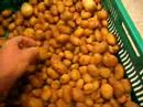 Patatas nuevas