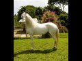 El Caballo Troton-Joaquin diaz.