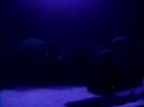Sharkies :P *Video footage by me*