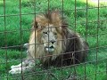 lion vs tiger = liger