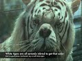 Lion VS Tiger = Liger Lion VS Tiger = Liger