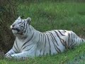 lion vs tiger = liger