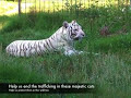 Lion VS Tiger = LIGER