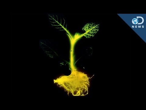 glowing - If you thought glowing plants were science fiction from Pandora... you're wrong! Scientists in San Francisco have created plants that glow brightly enough to...