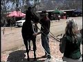 PEMF Therapy for Equine 3 PEMF Therapy for Equine 3