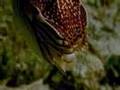 Nautilus - David Attenborough
