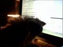 My little cat playing in front of pc