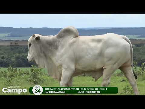 1 De Olho na Fazenda SELEO DO CAMPO