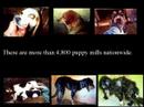 Twisted Connections: Animal Testing, Puppy Mills, & Pets