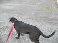 Chien Floyd ...