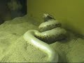 Sand boa catching a mouse Sand boa catching a mouse