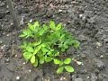 L'association a pour vocation de cultiver le potager dans un but culturel et éducatif à destination du public et des écoles. Les méthodes de culture s'inspirent de l'agriculture biologique.Chaque parcelle est cultivée par un jardinier bénévole, selon un schéma global adopté par la majorité