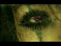 Pierrot - Clear Sky