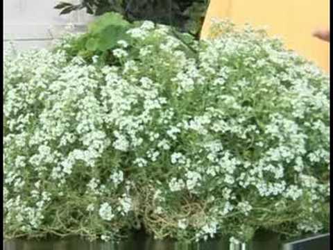 how to care alyssum