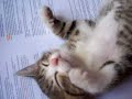 眠りネコ動画