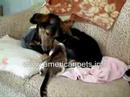 feline asthma