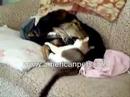 feline asthma