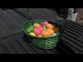 Easter Bunny Hides Eggs Riding Sea-Doo RXT is 260 - Indian River Easter Egg Island Hop
