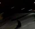 Spear �ber Glander