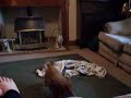 crazy daschund