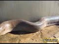 BICHO MUERTO ENCONTRADO EN EL PATIO DE UNA CASA .... BICHO MUERTO ENCONTRADO EN EL PATIO DE UNA CASA ....