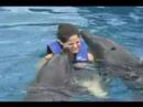 Dolphin Fun