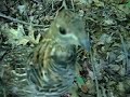 Ruffed grouse