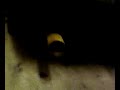 Sound with 3\" catback